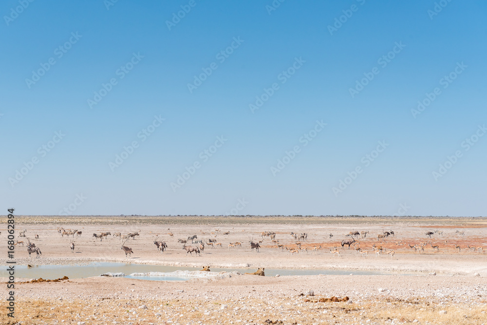 Lionesses watching oryx, springbok and Burchells zebras