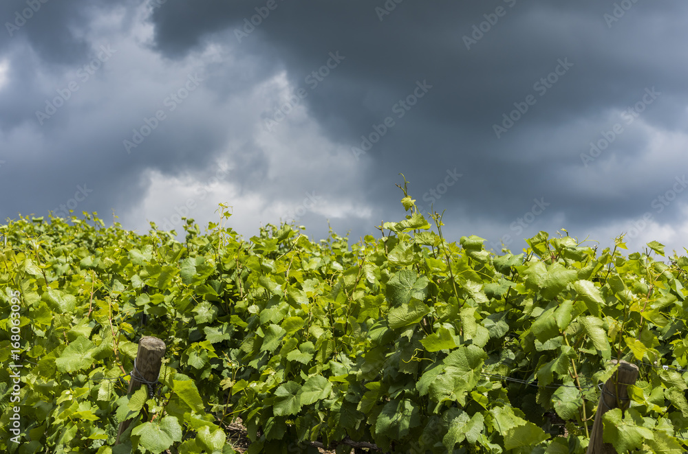 Storm Clouds Vineyard