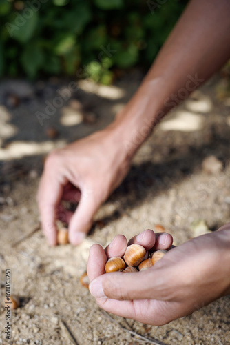 man picking hazelnuts