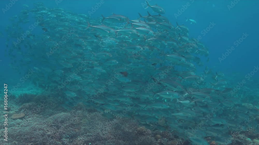 School of Big-eye Trevallies on a colorful coral reef. 4k footage School of Big-eye Trevallies on a colorful coral reef. 4k footage