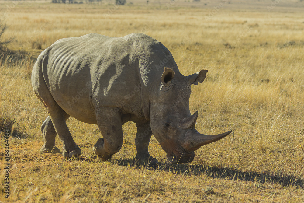 Rhino with large horn Rhino with large horn