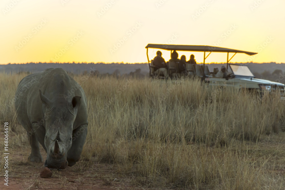 Naklejka premium Rhino with a large horn at sunset