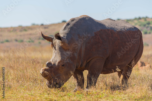 De-horned rhino in the wild