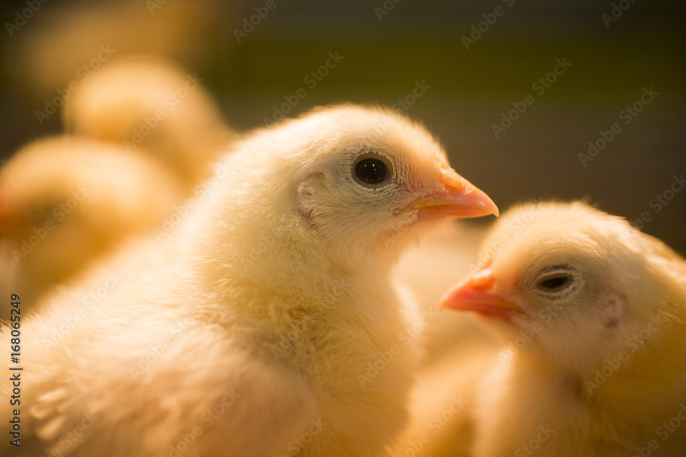 Freshly hatched chicken chicks at the Indiana State Fair