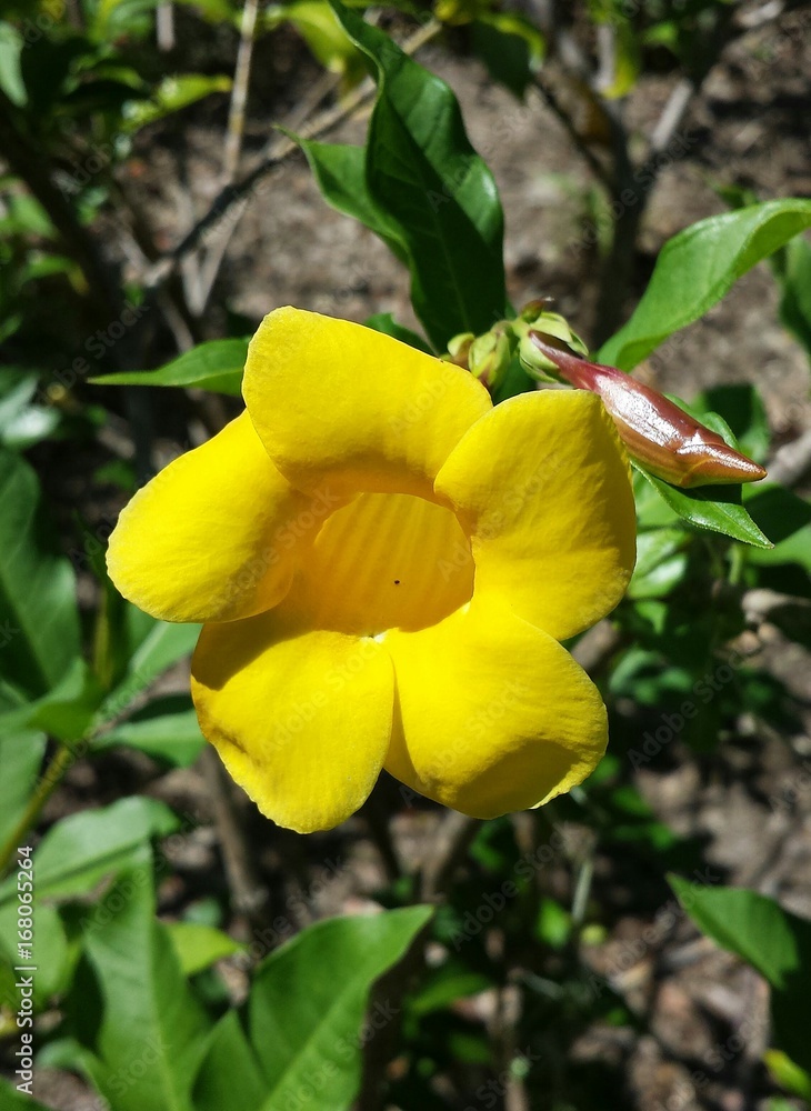 Yellow allamanda flower in Florida zoological garden, closeup Yellow allamanda flower in Florida zoological garden, closeup