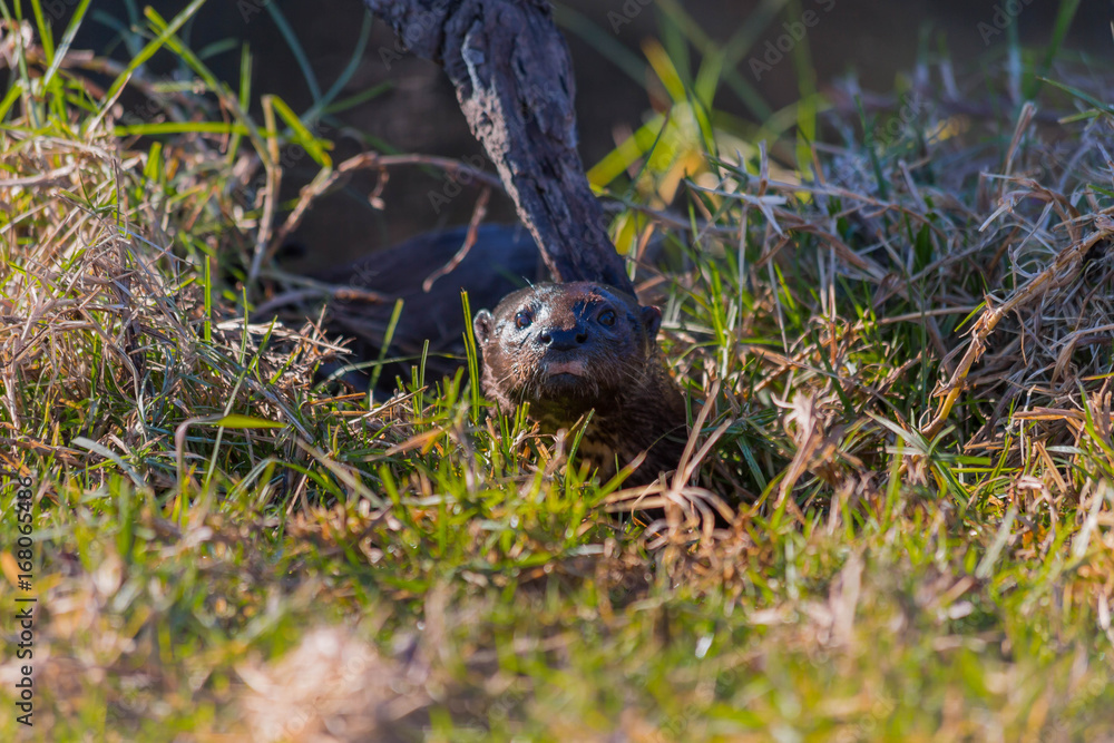 Otter hiding in the grass Otter hiding in the grass