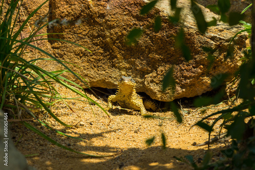 Tableau sur toile Sungazer peeking out from under a rock
