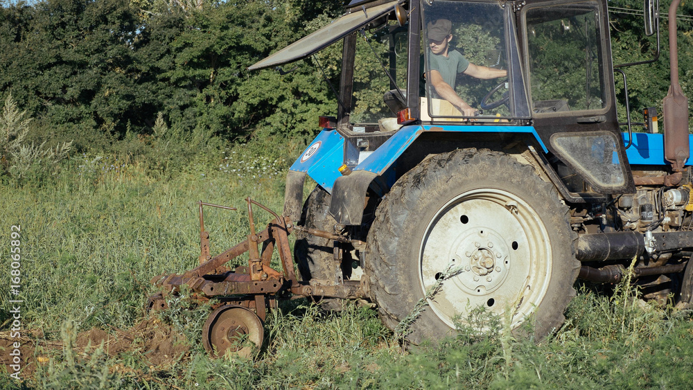 Fototapeta premium Tractor working on the potato field. Harvesting potatoes with using tractor.