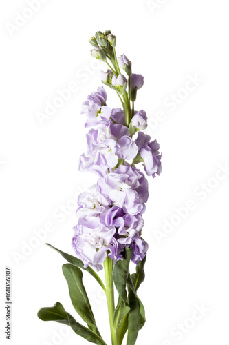 Purple Matthiola incana flower isolated on white background