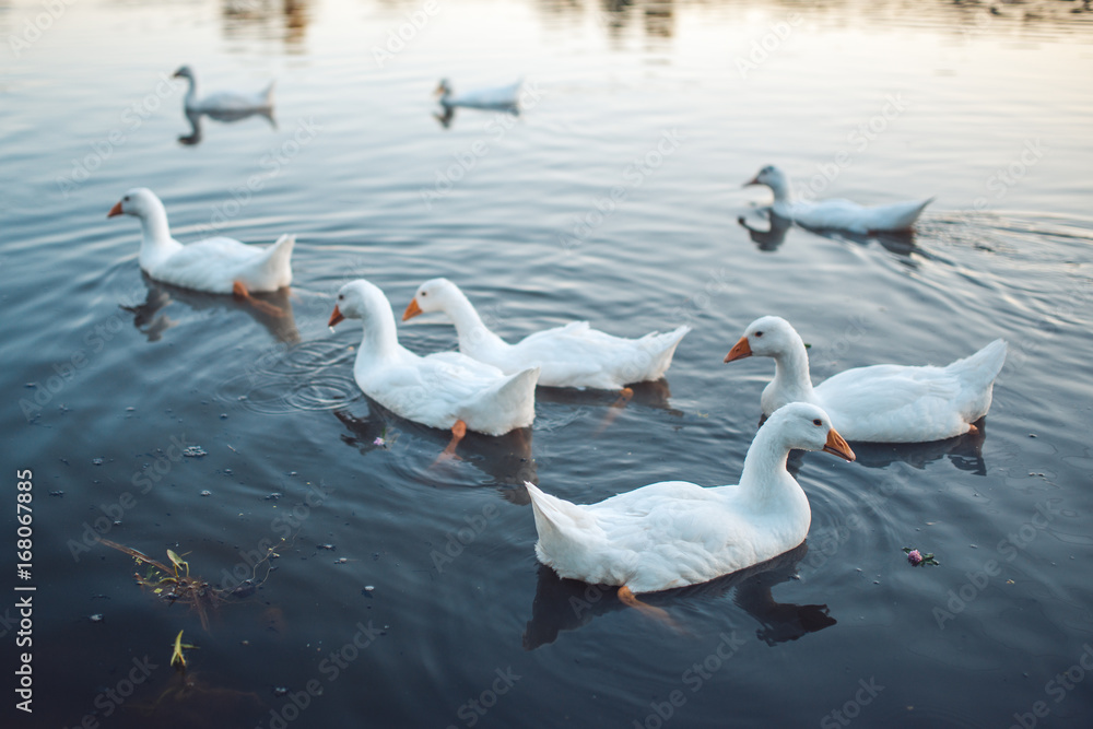 Fototapeta premium A flock of white Domestic Geese swimming in lake in evening. Domesticated grey goose are poultry used for meat, eggs, down feathers (Anser anser domesticus)