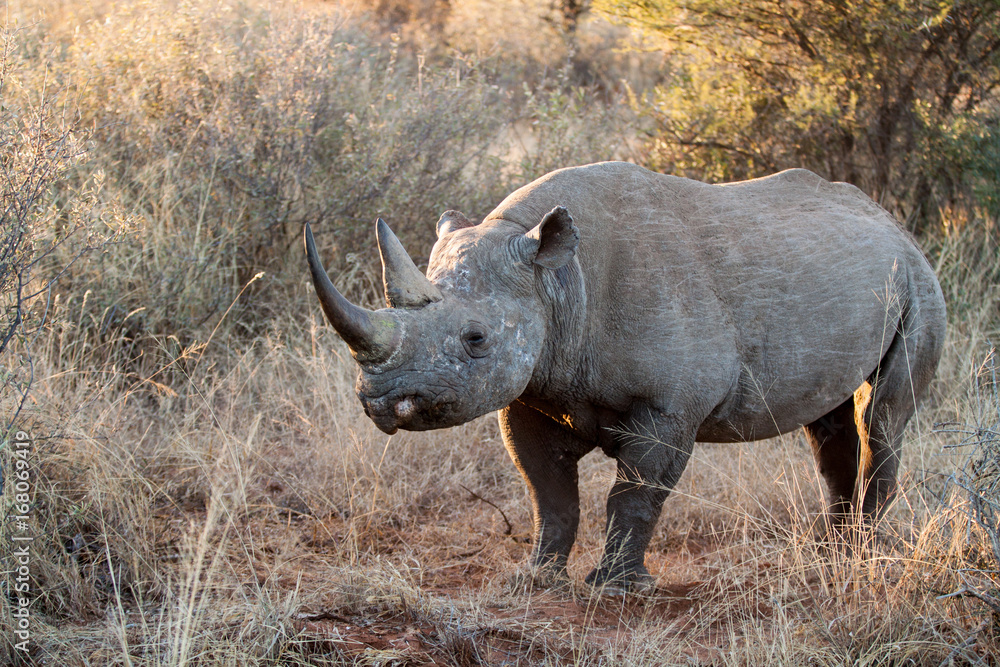 Obraz premium Highly endangered Black Rhioceros aka round-lipped Rhino