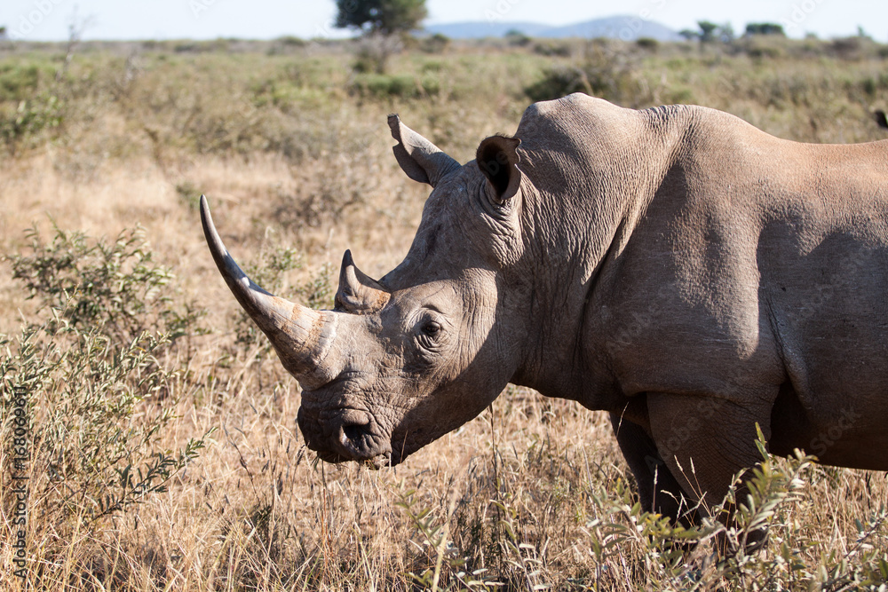 White Rhinoceros aka square-lipped rhinoceros White Rhinoceros aka square-lipped rhinoceros