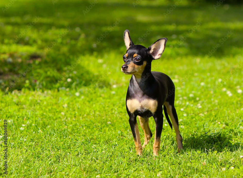 A cute puppy is standing in the green grass. A small dog walks in summer on the lawn. Black-and-tan smooth-haired Russian Toy Terrier