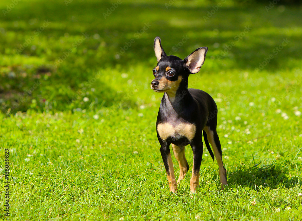 A cute puppy is standing in the green grass. A small dog walks in summer on the lawn. Black-and-tan smooth-haired Russian Toy Terrier A cute puppy is standing in the green grass. A small dog walks in summer on the lawn. Black-and-tan smooth-haired Russian Toy Terrier