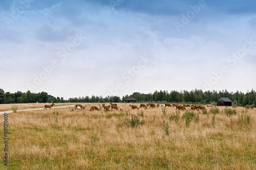 A herd of deer in a meadow. photo