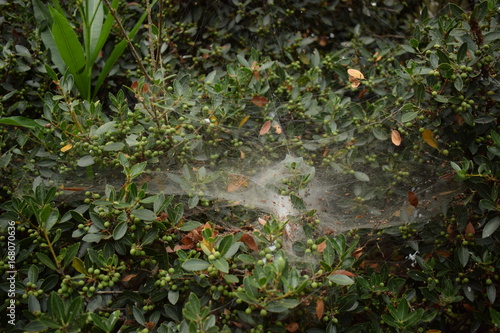 spider web