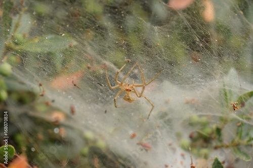 spider web