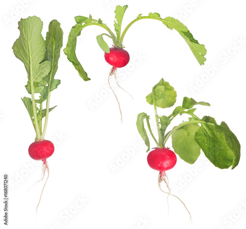 three ripe radishes with green leaves on white