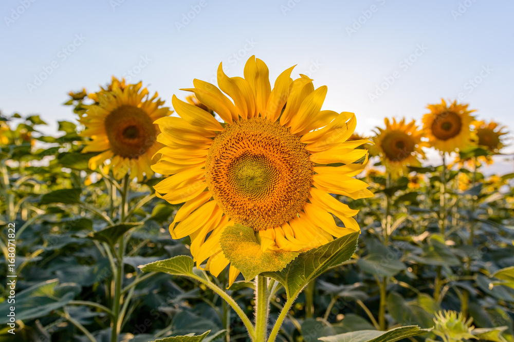 Fototapeta premium Sunflower bloom on a beautiful blue sky.