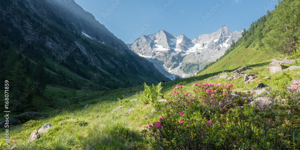idyllische Berglandschaft mit Alpenrosen und Gletscher als Panorama