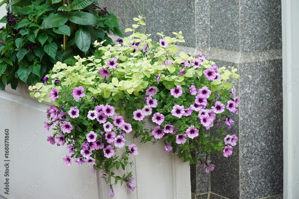 Fototapeta premium purple flower blooming in the flower bed outside the building