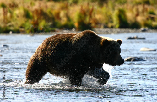 Cuadro en lienzo Kodiak brown bear fishing in Karluk River
