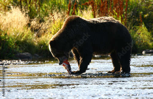 Kodiak brown bear fishing in Karluk River photo