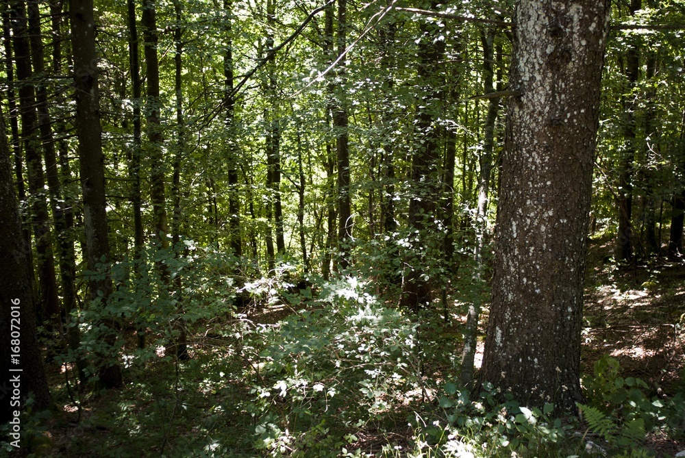 Fototapeta premium Montagna