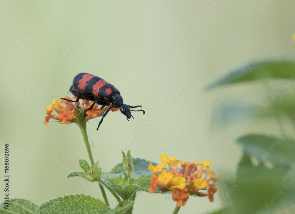 Fototapeta premium Hycleus-beetle