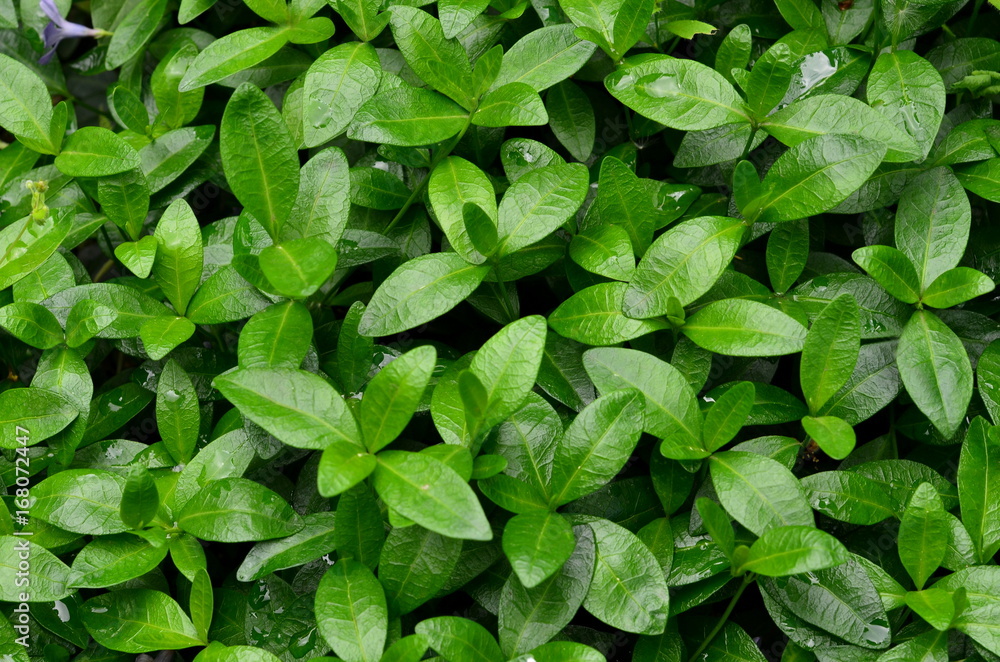 Periwinkle is a grassy creeping plant, like a background. Periwinkle is a grassy creeping plant, like a background.