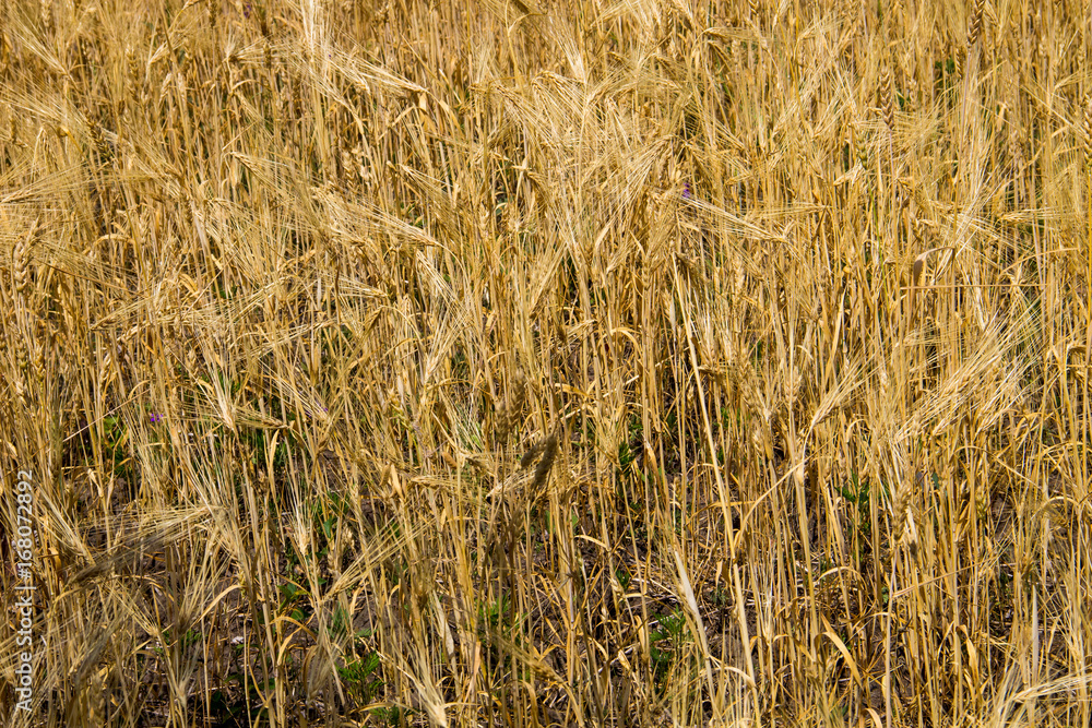 Fototapeta premium Field of ripe golden wheat close-up