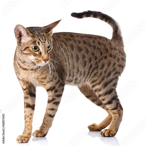Fotografía ocicat male cat