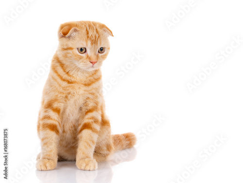 red cat sits on a white background