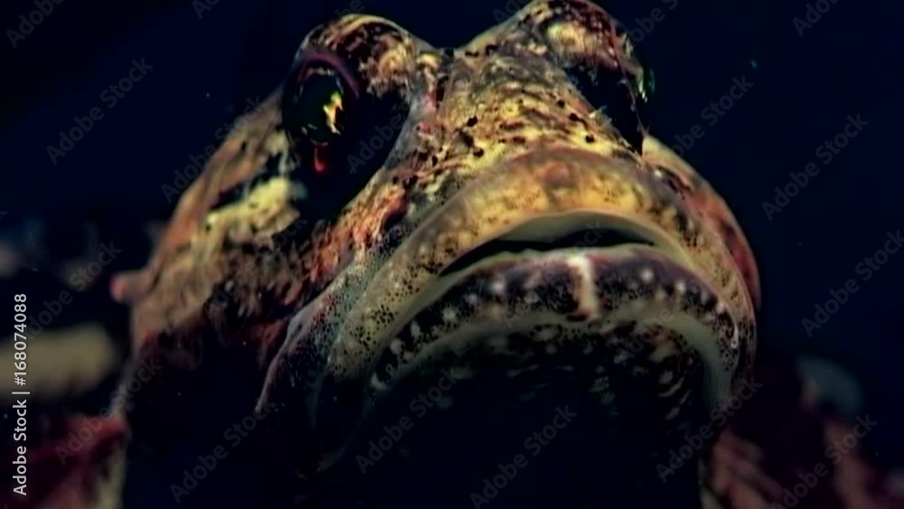 Sea goby exotic fish underwater on seabed. Unique dramaturgy pic macro video close up. Marine life on background of pure clear clean water stones. Sea goby exotic fish underwater on seabed. Unique dramaturgy pic macro video close up. Marine life on background of pure clear clean water stones.