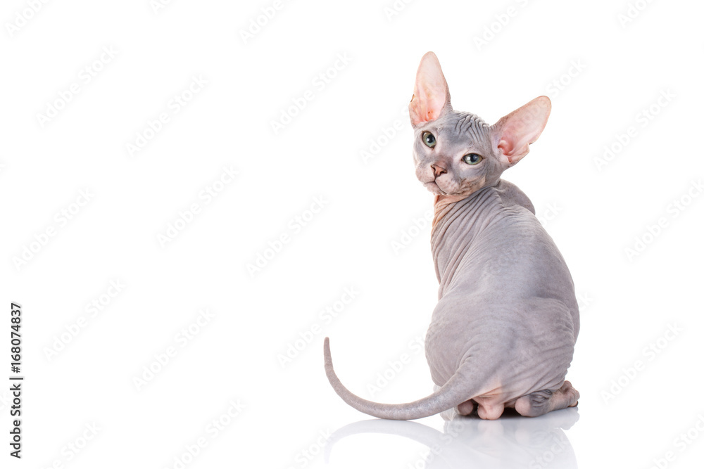 Fototapeta premium łysy Sfinks kot na białym tle