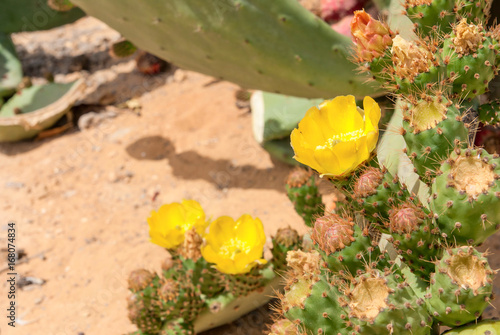 Thicket of cactus Opuntia ficus-indica in Negev desert. photo