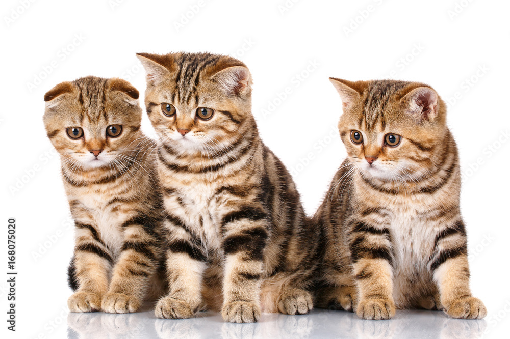 three Scottish kittens sitting, isolated on white