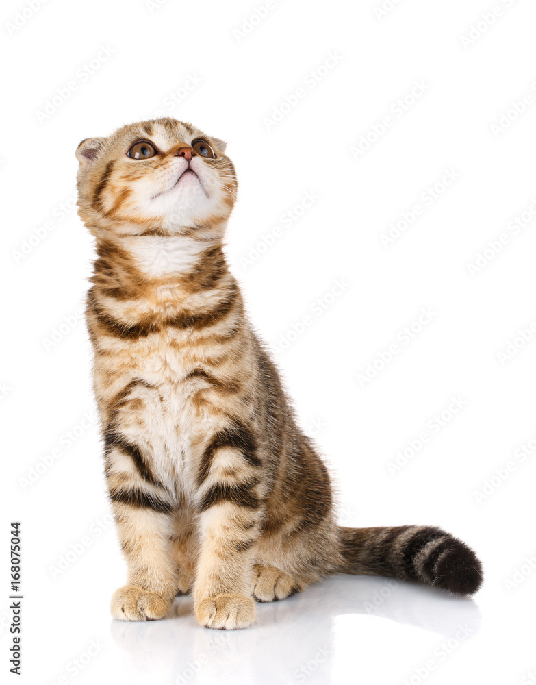 Fototapeta premium animals concept - cat on white