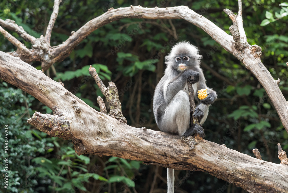 Obraz premium Dusky leaf monkey in the forest.