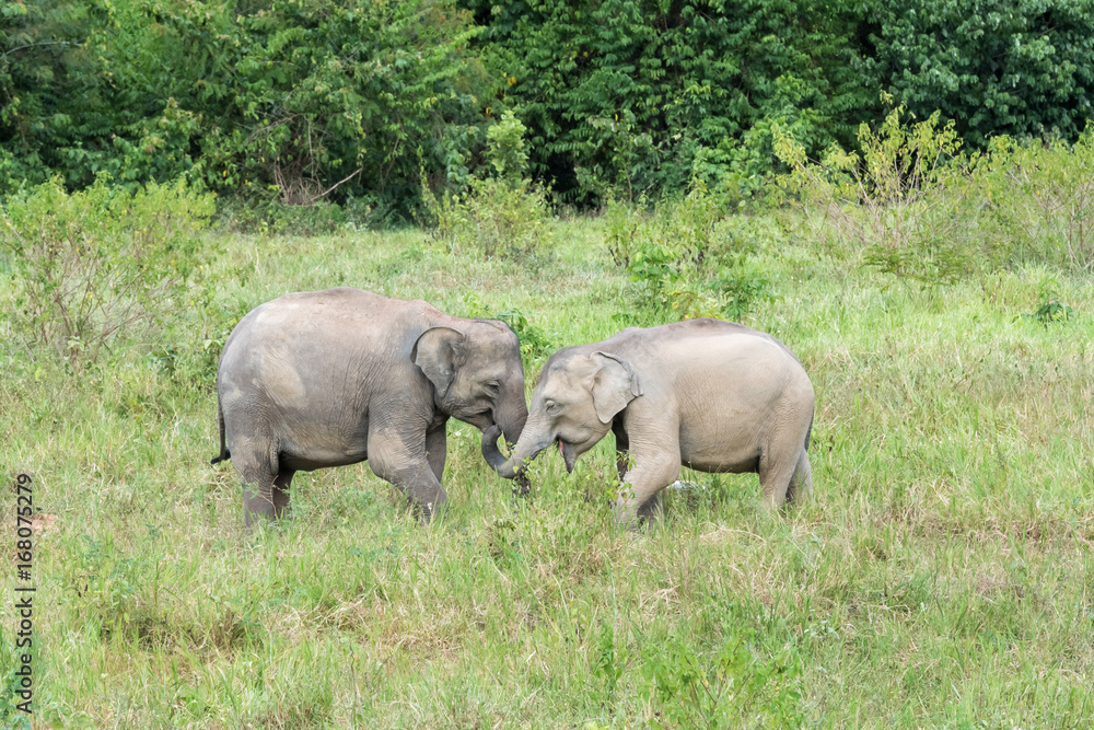 Obraz premium Wildlife of Young Asian Elephant eating grass in forest. Kui Buri National Park. Thailand.