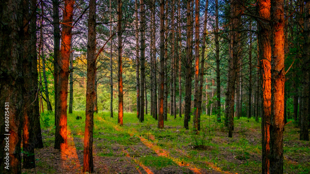 pine forest at sunset