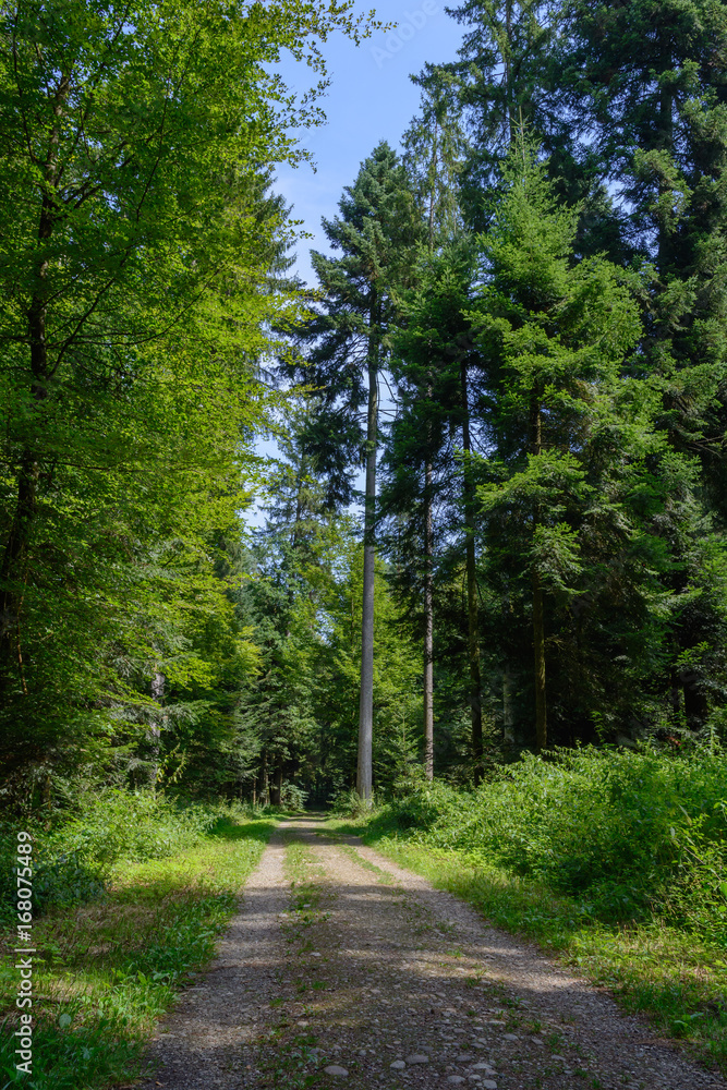 Fototapeta premium Landschaftsidyll im Wald