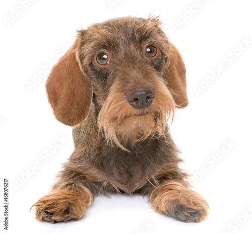 Fototapeta Naklejka Na Ścianę i Meble -  kaninchen Wire-haired Dachshund