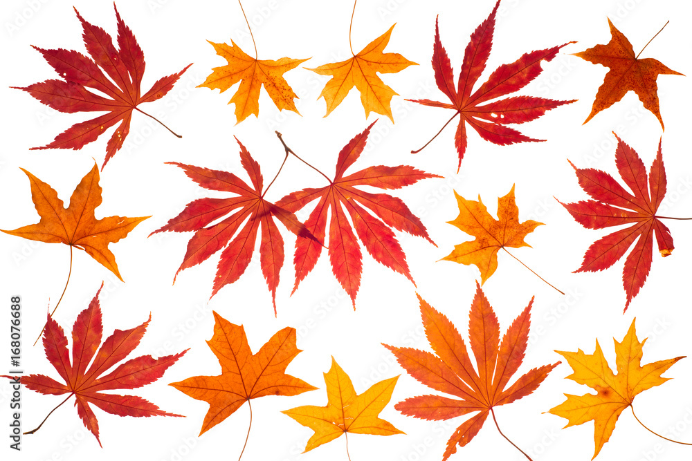 autumn leaves isolated on white, top view