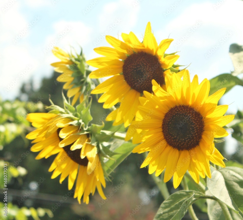 Close up of Sun Flowers Close up of Sun Flowers