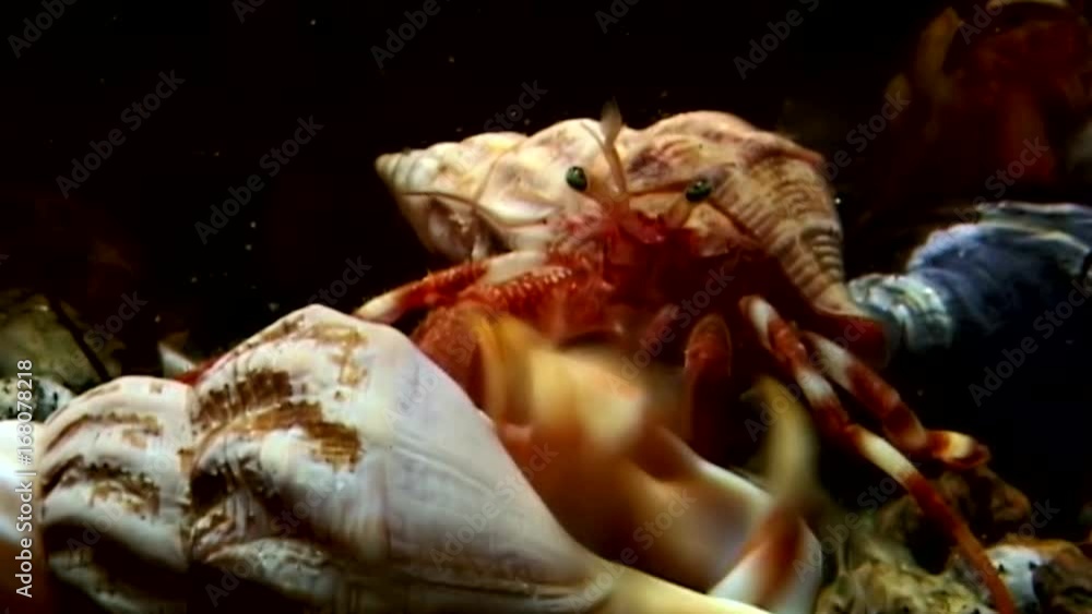 Cancer hermit crab drags shell underwater in search of food of White Sea. Unique dramaturgy pic macro video close up. Predators of marine life on background of pure clear clean water stones. Cancer hermit crab drags shell underwater in search of food of White Sea. Unique dramaturgy pic macro video close up. Predators of marine life on background of pure clear clean water stones.