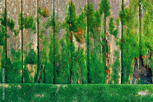 old wooden fence with green moss