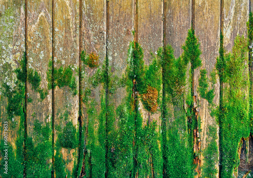old wooden fence with green moss
