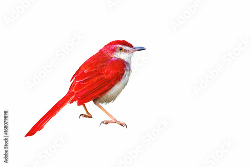 Red bird, colorful bird isolated  standing on ground with white background. © Narupon
