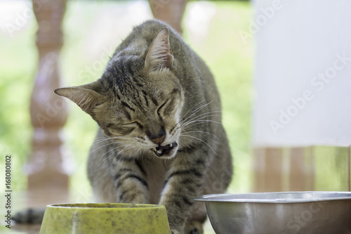 The cat sits on the floor and opens his mouth with a painful look.
